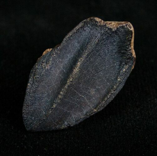 Large, Unworn Triceratops Tooth Crown - #7165